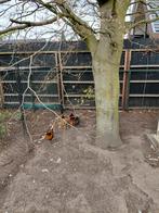 Vorwerk kriel, Dieren en Toebehoren, Pluimvee, Meerdere dieren, Kip