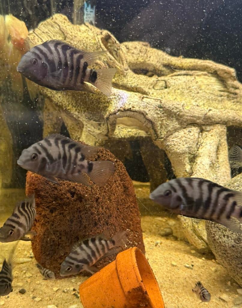Zebra cichliden, Dieren en Toebehoren, Vis