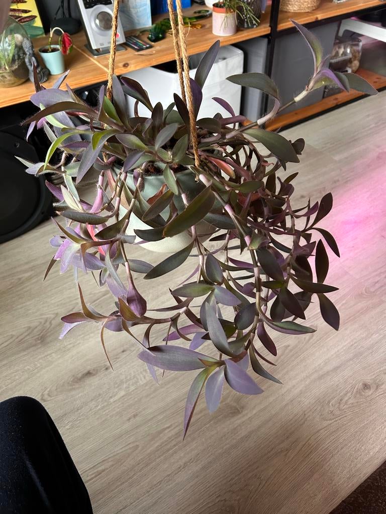 Tradescantia Pallida Hangplant - Zeist, Huis en Inrichting, Bloeiende kamerplant, Ophalen, Volle zon