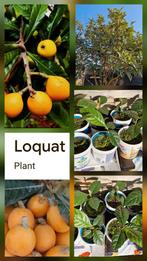 Te koop, nispero of loquat planten, Ophalen, Zo goed als nieuw, Tuinieren en Tuinplanten