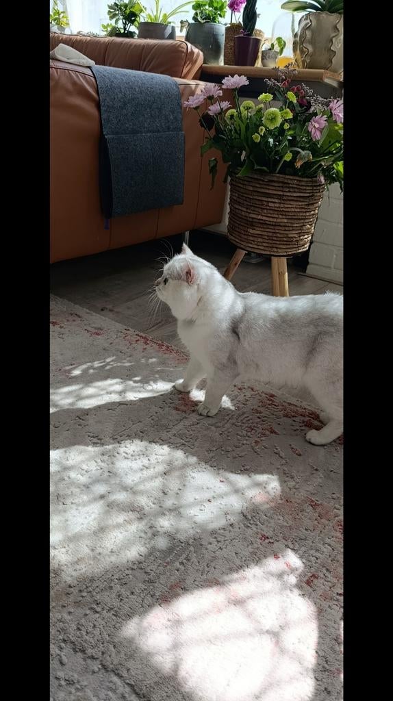 Britse Korthaar dekkater beschikbaar.