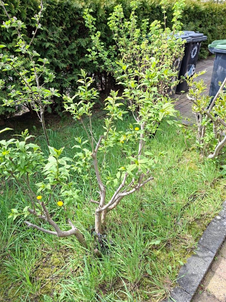 Witte en paarse seringen boom gratis, Ophalen of Verzenden, Overige soorten, Minder dan 100 cm