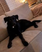 Lieve Labrador mix van 1 jaar., Particulier, Reu, Buitenland, Eén hond