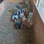 Cavia beertjes.  Super leuk groepje, Januari, Mannelijk, Cavia