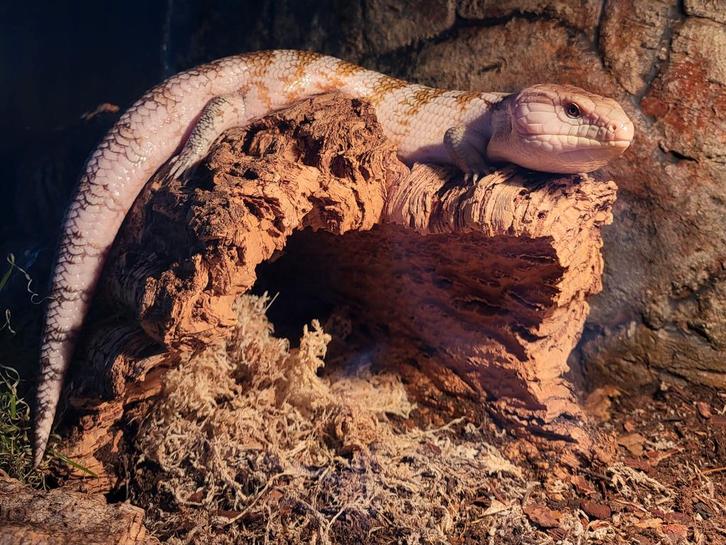 Irian Jaya blauwtongskink Blue Tongue Skink - unknown for sale from Bente