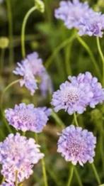 Zaden Scabiosa columbaria, Duifkruid inheems, Ophalen of Verzenden, Volle zon, Zaad