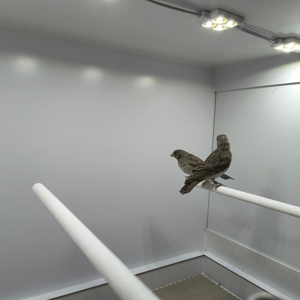 Koppel witstuit edelzanger, Dieren en Toebehoren, Vogels | Overige Vogels, Meerdere dieren