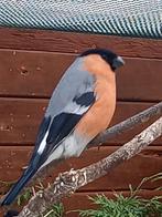 Noorse Wildkleur Goudvink Man, Mannelijk, Wildzangvogel