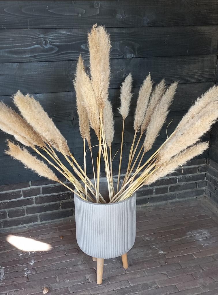 Gedroogde pampas pluimen decoratie 10 stuks, Ophalen of Verzenden