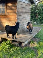 2 dwerggeitjes, Vrouwelijk, Geit, 3 tot 5 jaar