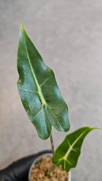 Alocasia Sarian, Ophalen of Verzenden, Halfschaduw, Minder dan 100 cm