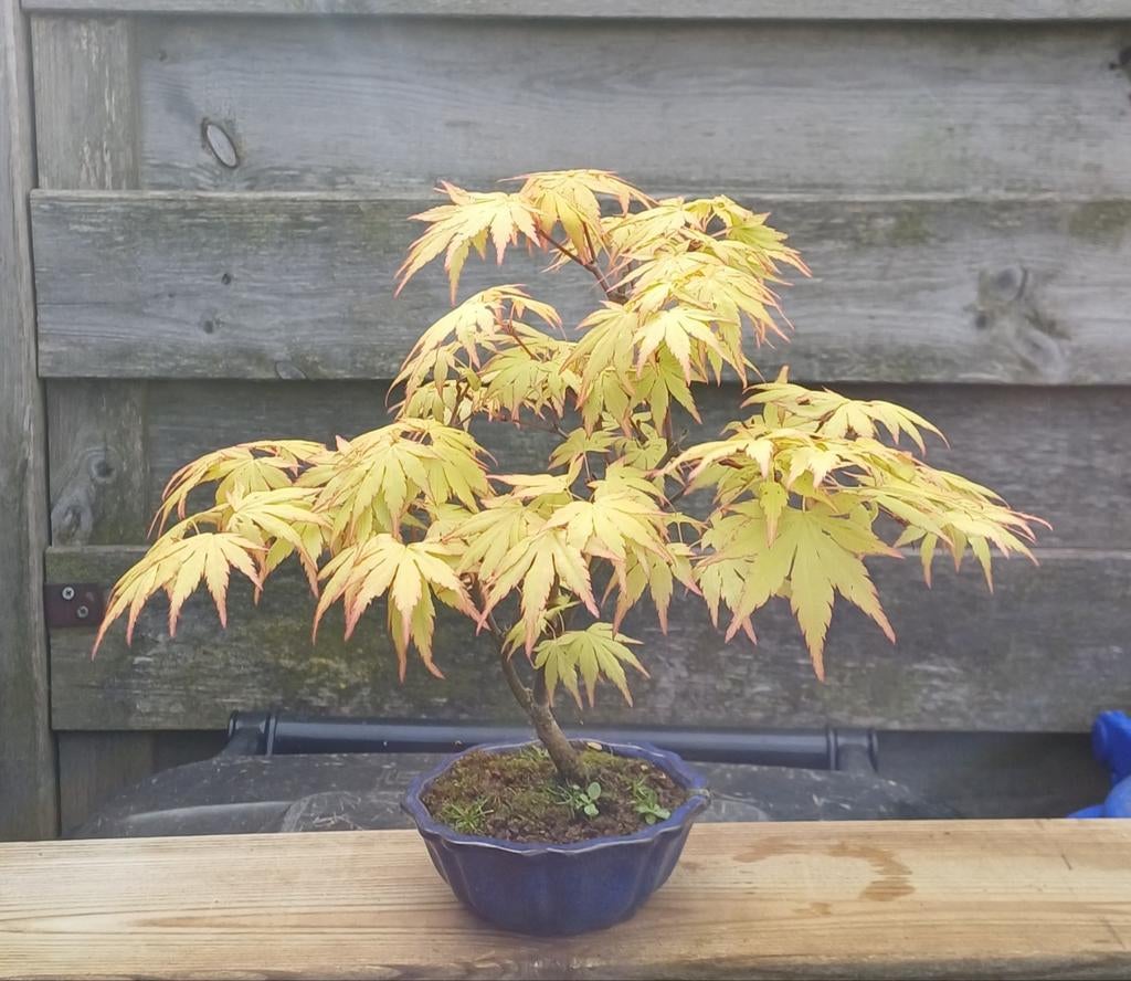 Acer palm. "Orange Dream"  bonsai, Tuin en Terras, Planten | Bomen, In pot, Bloeit niet, Halfschaduw, Minder dan 100 cm