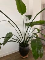Grote Strelitzia Nicolai kamerplant, Ophalen, 200 cm of meer, Overige soorten, Halfschaduw