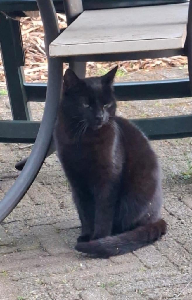 Mooie poesje, Dieren en Toebehoren, Poes