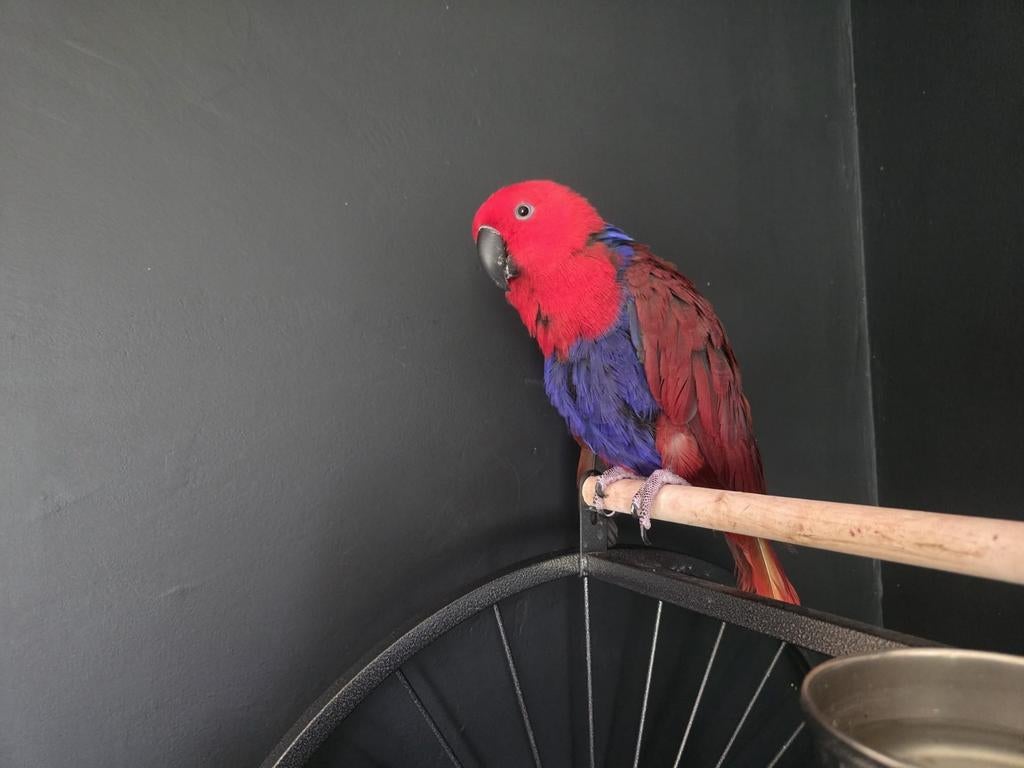 Lieve Tamme Edelpapegaai, incl kooi en toebehoren, Dieren en Toebehoren, Vogels | Parkieten en Papegaaien, Vrouwelijk, Papegaai