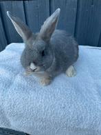 Jong konijn mannetje, Mannelijk, Dwerg