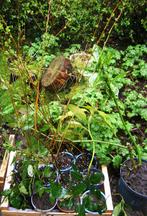 diverse struiken vlinderstruik verberne,broodboom spirea, Ophalen of Verzenden, Vlinderstruik, Struik, Minder dan 100 cm