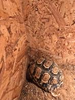 2 panterschildpadden te koop, Dieren en Toebehoren, Reptielen en Amfibieën, Schildpad, Met terrarium, 0 tot 2 jaar