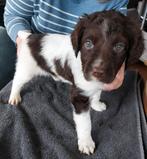 Heidewachtel teefje met stamboom, Parvo, Overige rassen, 8 tot 15 weken, Teef