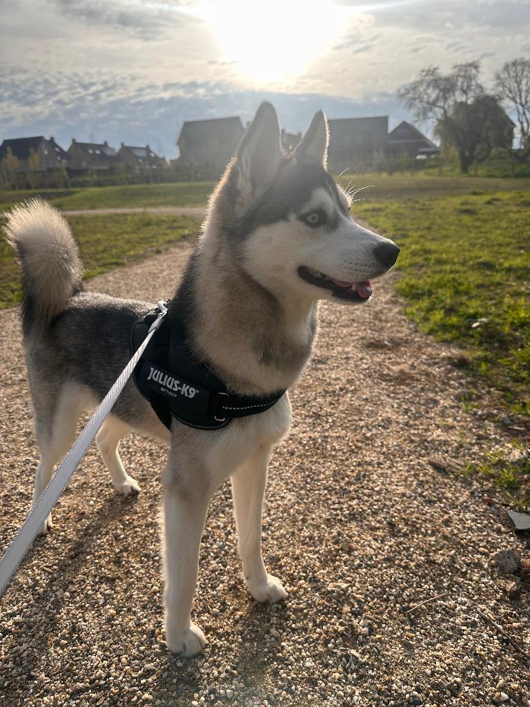 Pomsky dekreu Moos (niet te koop), Reu, 1 tot 2 jaar, Parvo, Eén hond