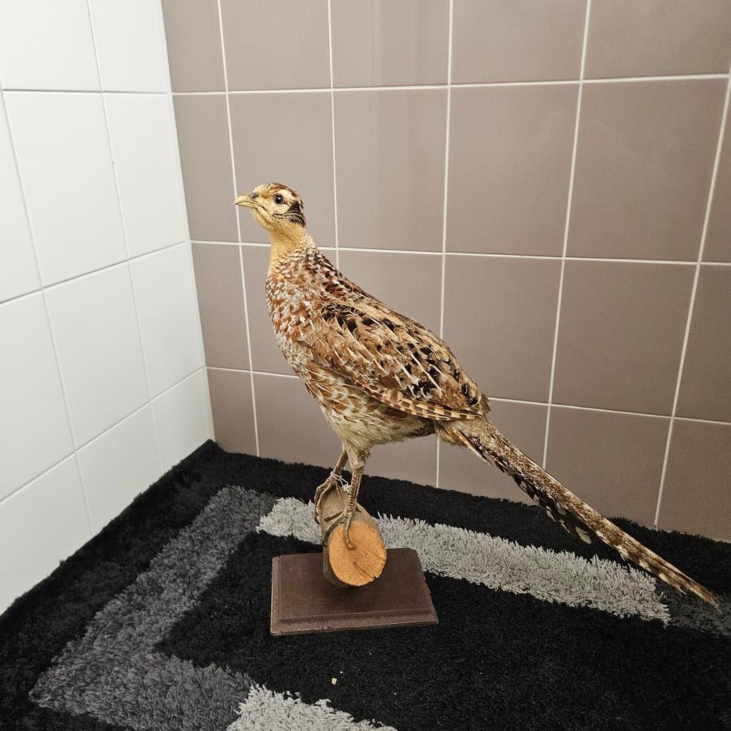 Opgezette fazant opgezet taxidermie taxidermy geprepareerd, Ophalen of Verzenden