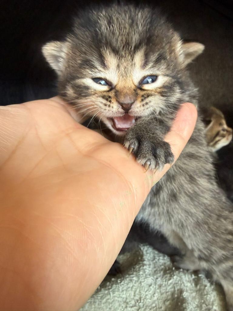 Britse korthaar kittens, Dieren en Toebehoren, Meerdere dieren