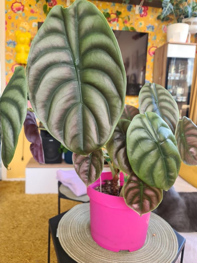 Alocasia Red Secret ( Cuprea) roze pot, Ophalen, Overige soorten, Halfschaduw, In pot