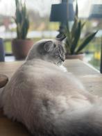 Ragdoll poes 10maanden, Dieren en Toebehoren, Katten en Kittens | Raskatten | Langhaar, Poes