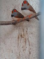 Zebravinken, Meerdere dieren, Tropenvogel