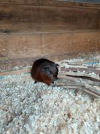 Cavia zeugjes goud agouti, Dieren en Toebehoren, Cavia, Vrouwelijk, November, Tam