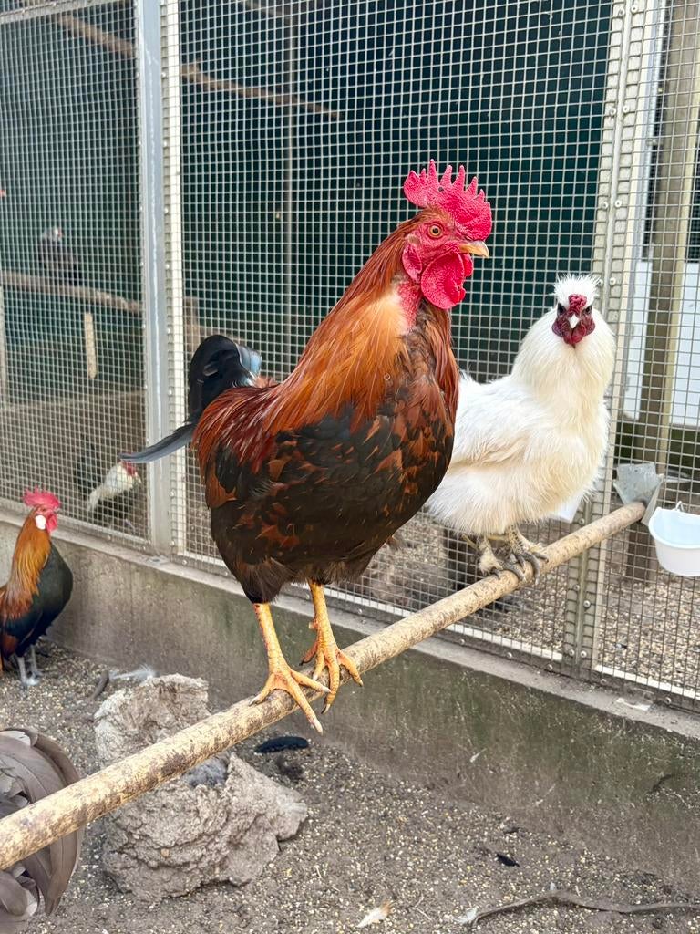 Gizmo, mooie haan, Dieren en Toebehoren, Pluimvee, Mannelijk, Kip