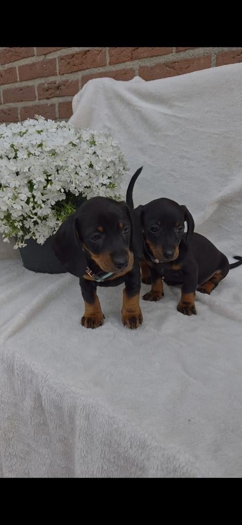 Teckel puppy's (dwerg), Dieren en Toebehoren, 8 tot 15 weken, Korthaar, Dwerg, Meerdere