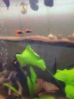 Toxedo koi red KWEEKGROEP te koop 2m+5v, Vis, Zoetwatervis, Schoolvis