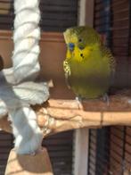 Koppel grasparkieten, Meerdere dieren, Parkiet