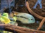 Moga cichlide, Dieren en Toebehoren, Vissen | Aquariumvissen, Vis, Zoetwatervis