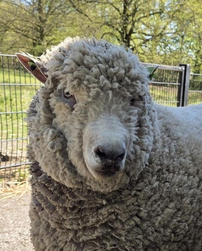 Ryeland ram 1 jaar oud, Dieren en Toebehoren, Mannelijk, Schaap, 0 tot 2 jaar