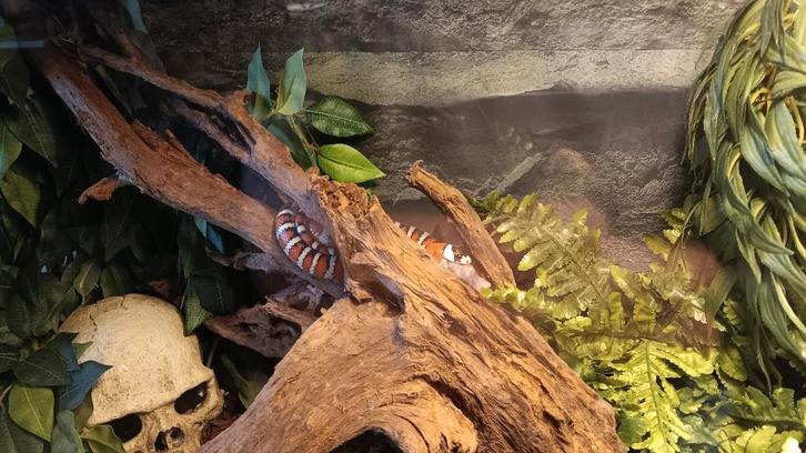 Slang 1.0 Lampropeltis pyromelana Milk Snake - male for sale from Rskaiseki