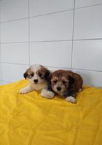 Boomer pups maltezer shih tzu / lhasa apso teckel pekingees, Dieren en Toebehoren, Parvo, Nederland, Overige rassen, 8 tot 15 weken