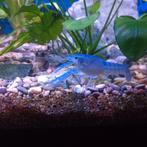 Blauwe kreeften, Dieren en Toebehoren, Kreeft, Krab of Garnaal, Zoetwatervis