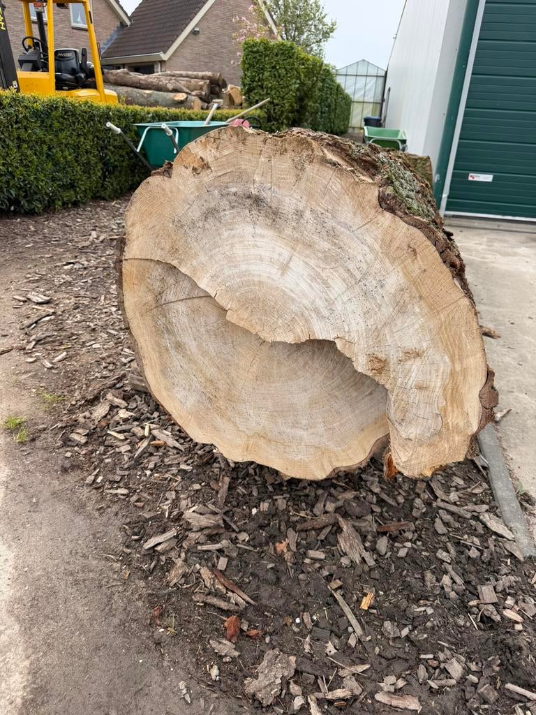 Mooi grote iep voor zaaghout voor 300 euro, Tuin en Terras, Palen, Balken en Planken, Ophalen, Zo goed als nieuw, 250 cm of meer