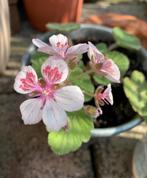2x Reigersbek (Erodium pelargoniflorum) in zinken pot, Vaste plant, Halfschaduw, Winter, Ophalen