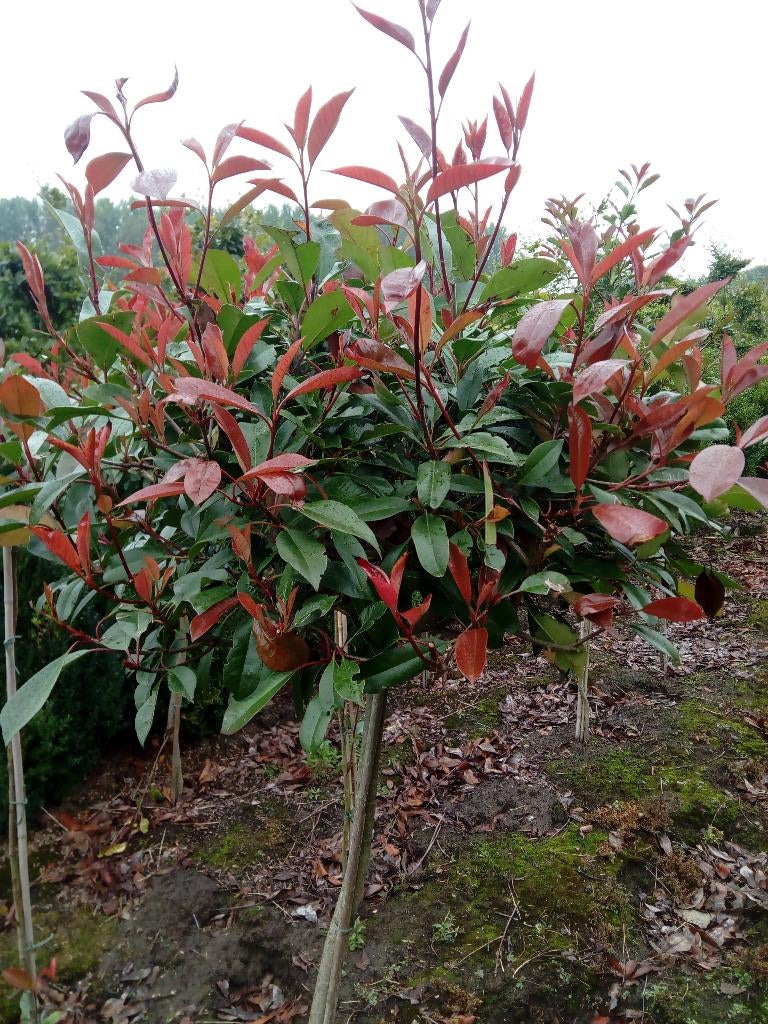 Photinia Fraseri Red Robin bol op stam, Ophalen, Overige soorten, Halfschaduw