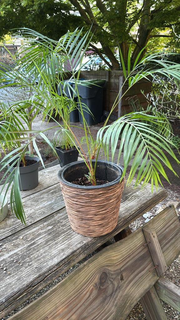Kamerplant palm (zonder pot), Huis en Inrichting, Kamerplanten, Palm, Minder dan 100 cm, Groene kamerplant, Halfschaduw