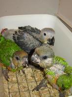 Voor middelgrote parkieten/papegaaien/vogels., Meerdere dieren, Papegaai