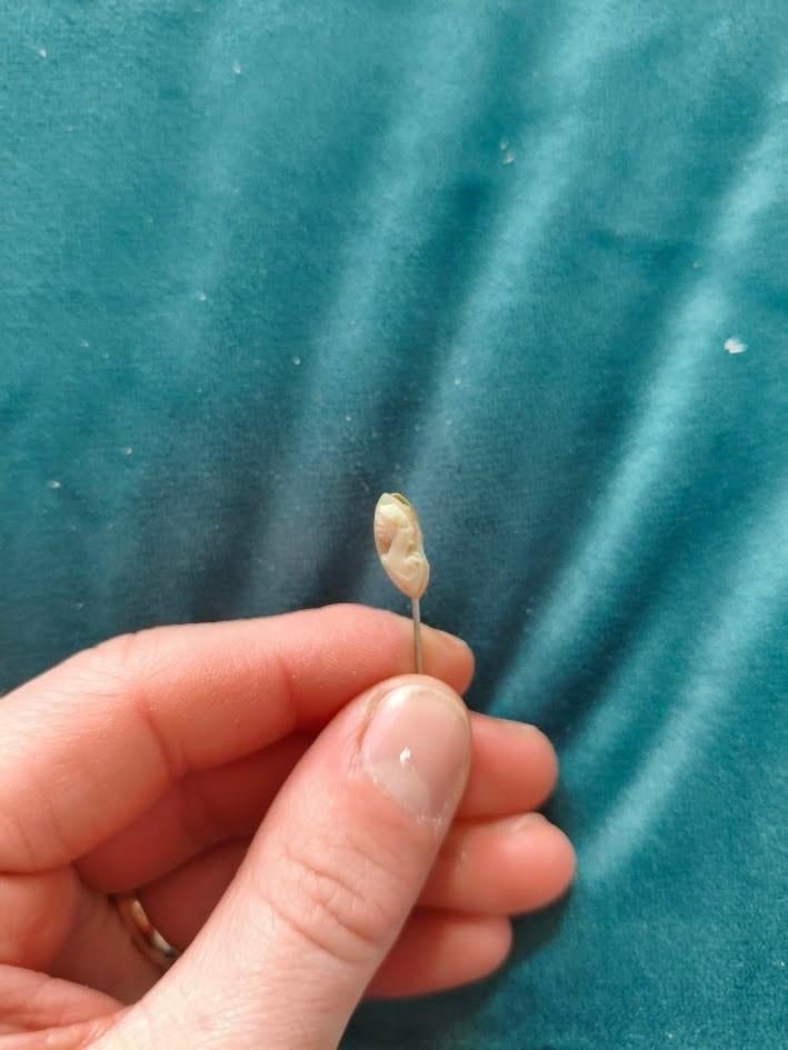 Camee steekspeldje, Ophalen of Verzenden, Gebruikt, Overige onderwerpen, Speldje of Pin