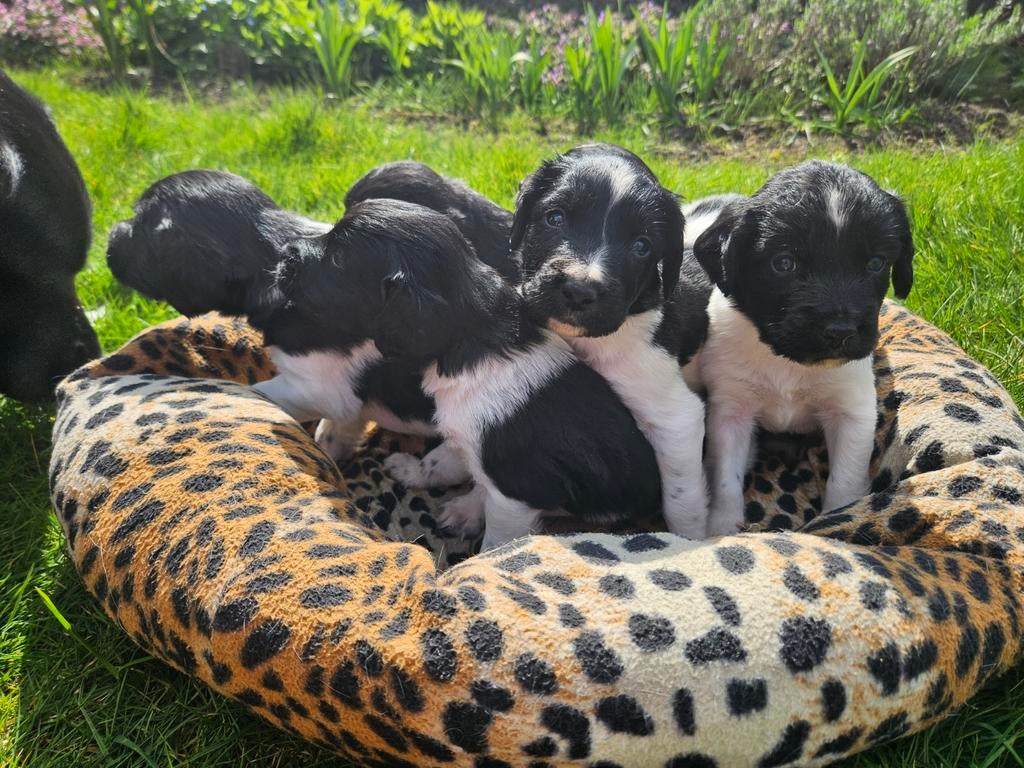 Friese stabij puppy, Dieren en Toebehoren, 8 tot 15 weken, Meerdere, Meerdere dieren, Nederland