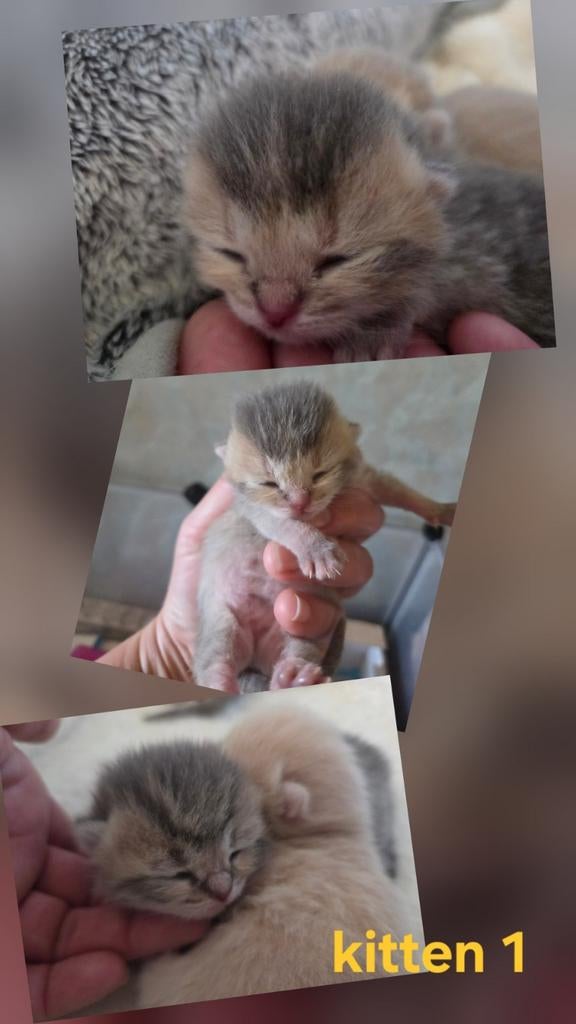 Britse korthaar/Siamese redpoint kittens, Dieren en Toebehoren, Ontwormd