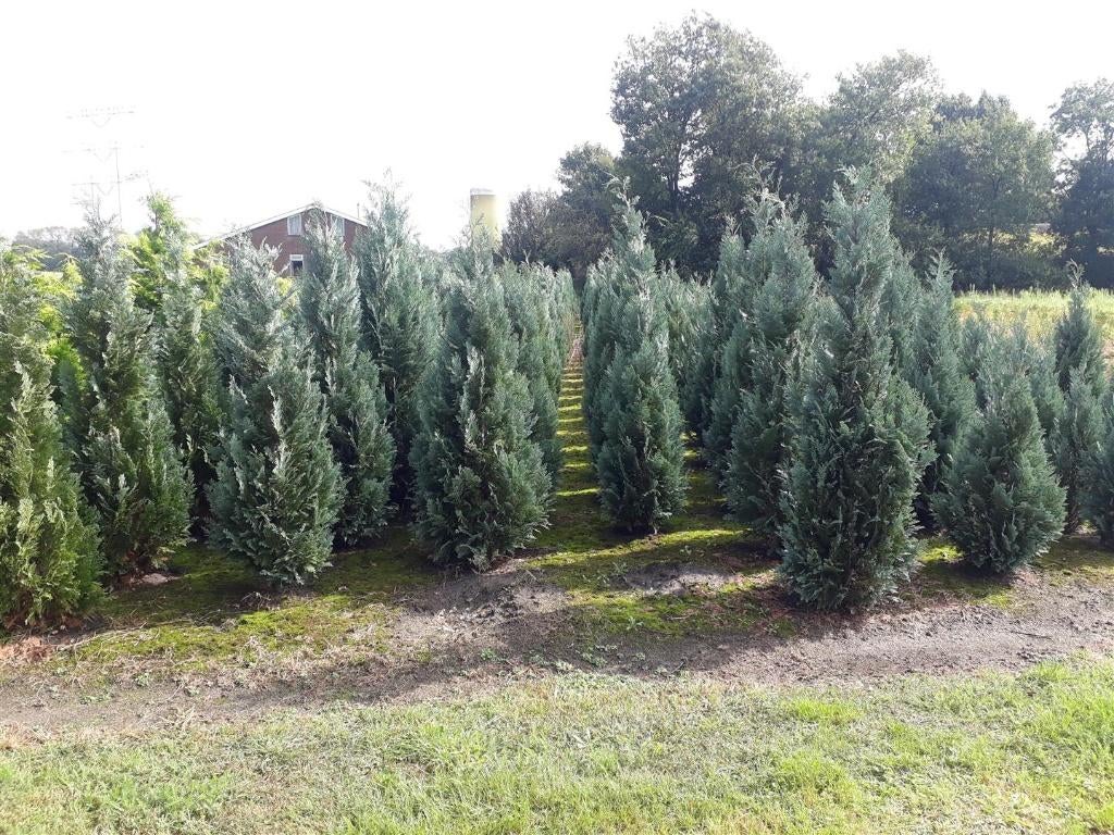 Blauwe coniferen chamaecypris l. Columnaris tot 200cm hoog, Ophalen, Conifeer, 100 tot 250 cm
