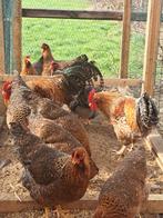 Prachtige bielevelders, Meerdere dieren, Kip