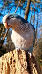 SUPER Tamme Muisparkiet, Vrouwelijk, Papegaai, Pratend